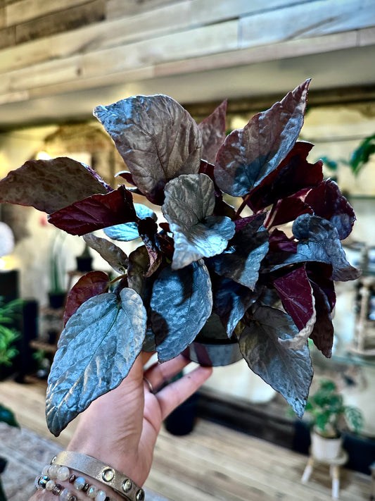 Begonia Silver Limbo 6"