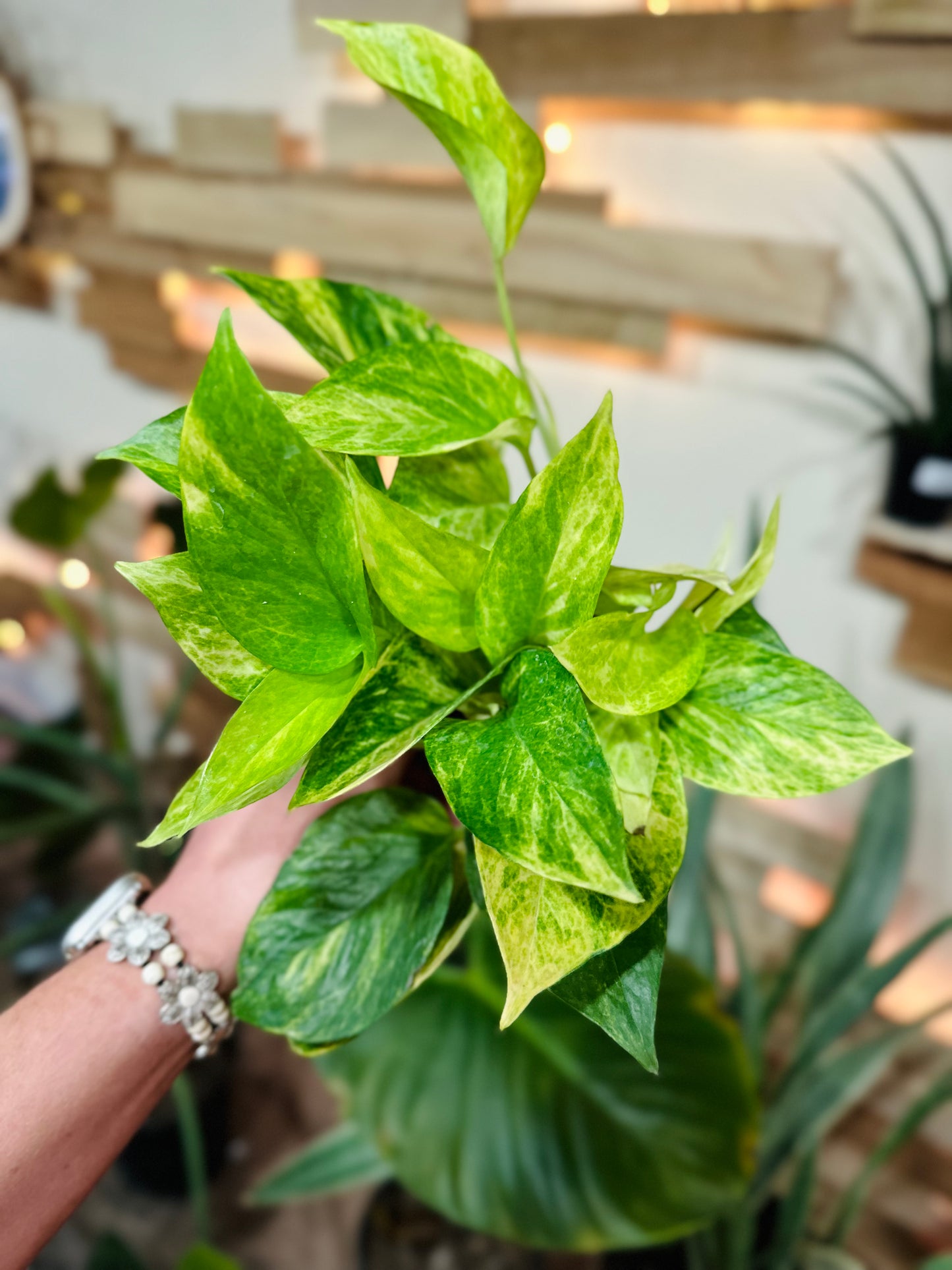 Epipremnum aureum 'Neon Queen' 4"