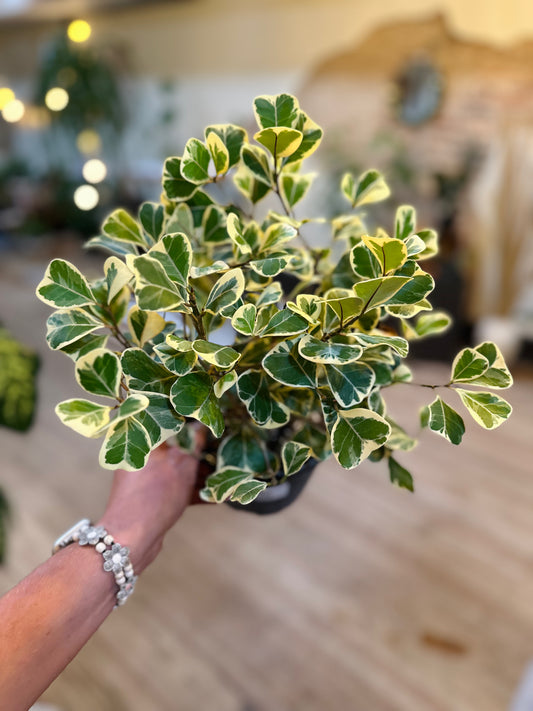 Ficus Triangularis Variegated 6"