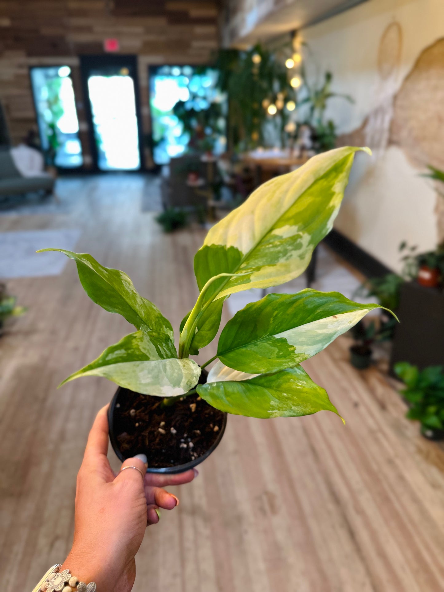 Aglaonema modestum 'Spilt Milk' 4"