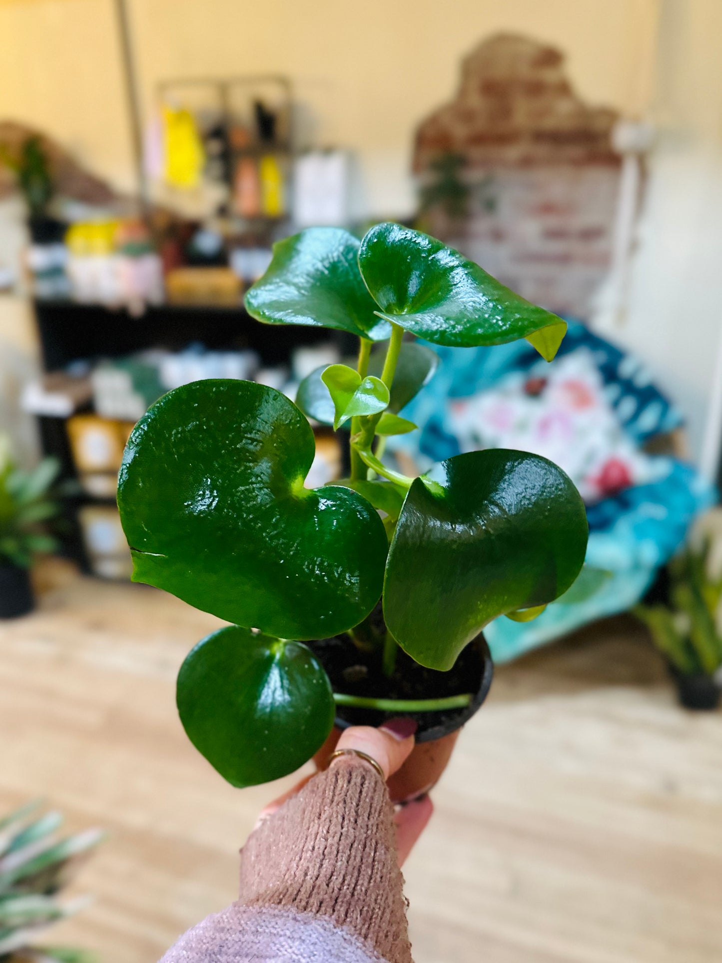 4" Peperomia Raindrop