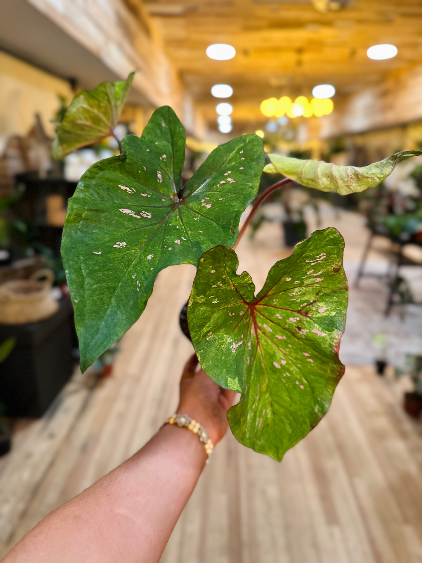 4" Thai Caladium