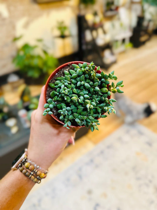 4" String of Beans