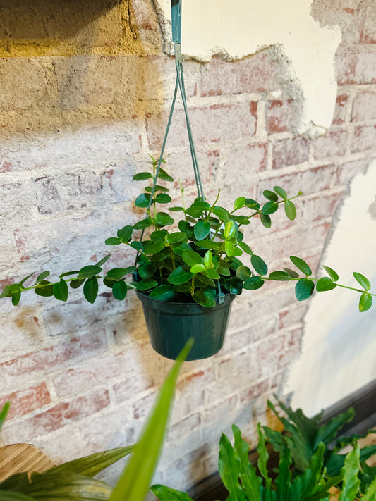 6" Hoya Cumingiana Basket