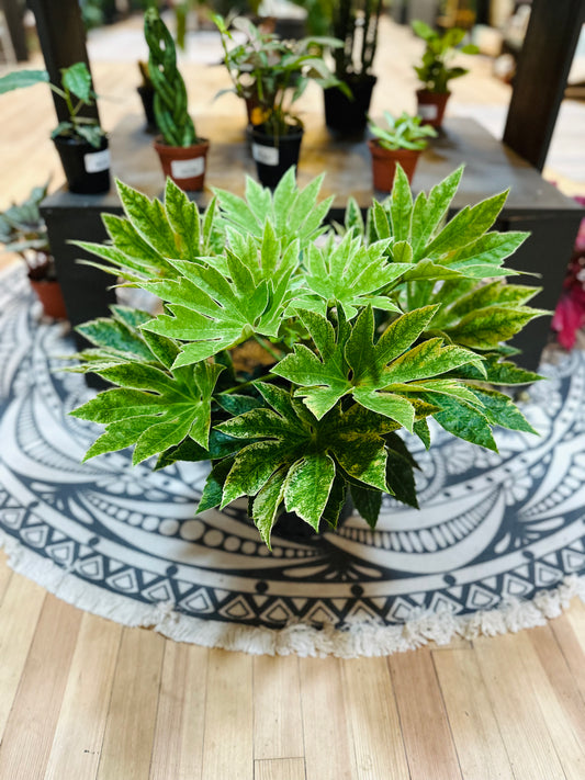 Fatsia Variegated 8"