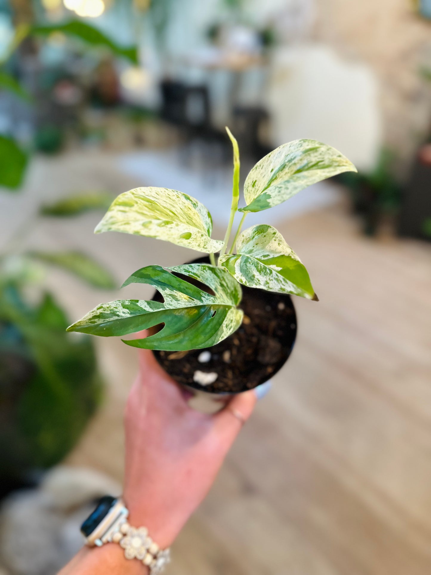 Epipremnum pinnatum 'Marble' 4"