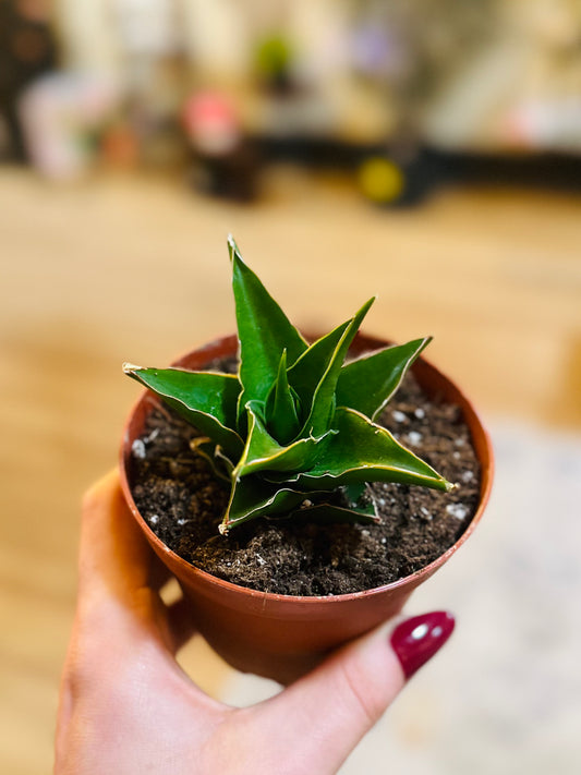 4" Green Tower Snake Plant