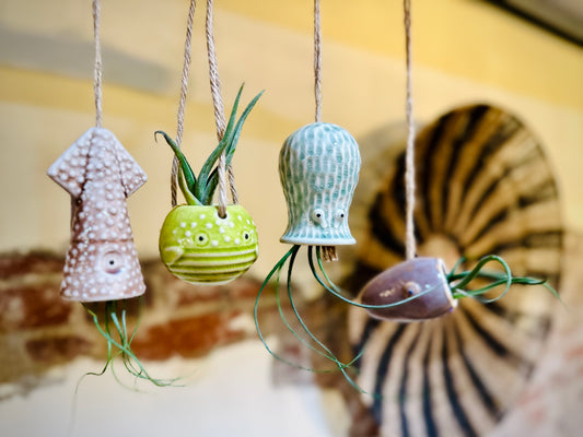 Beach Collection Air Plant Holders