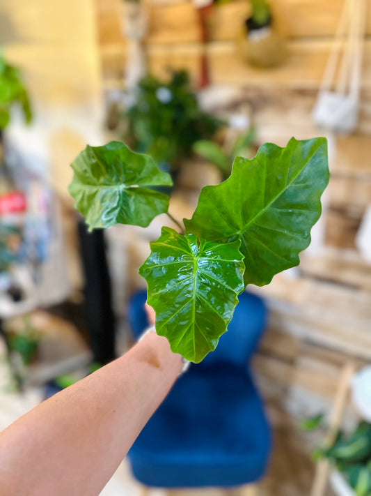 Alocasia Portodora 4"