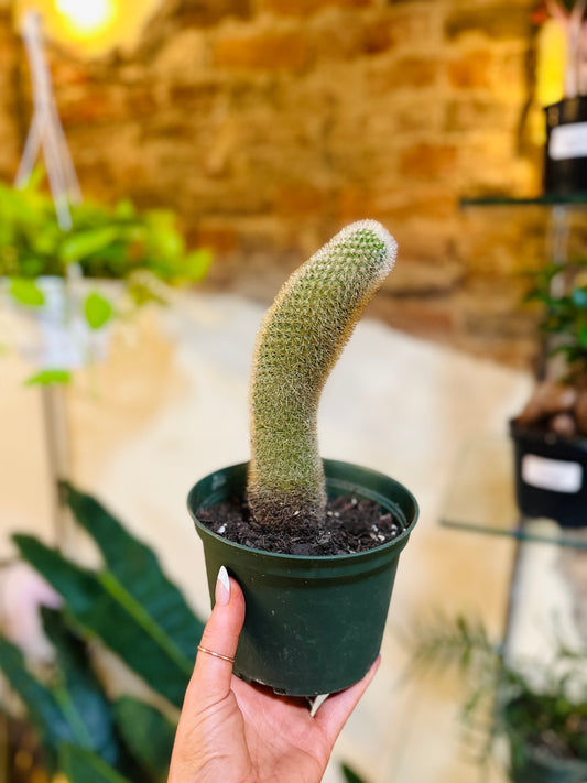 Monkey Tail Cactus 6"