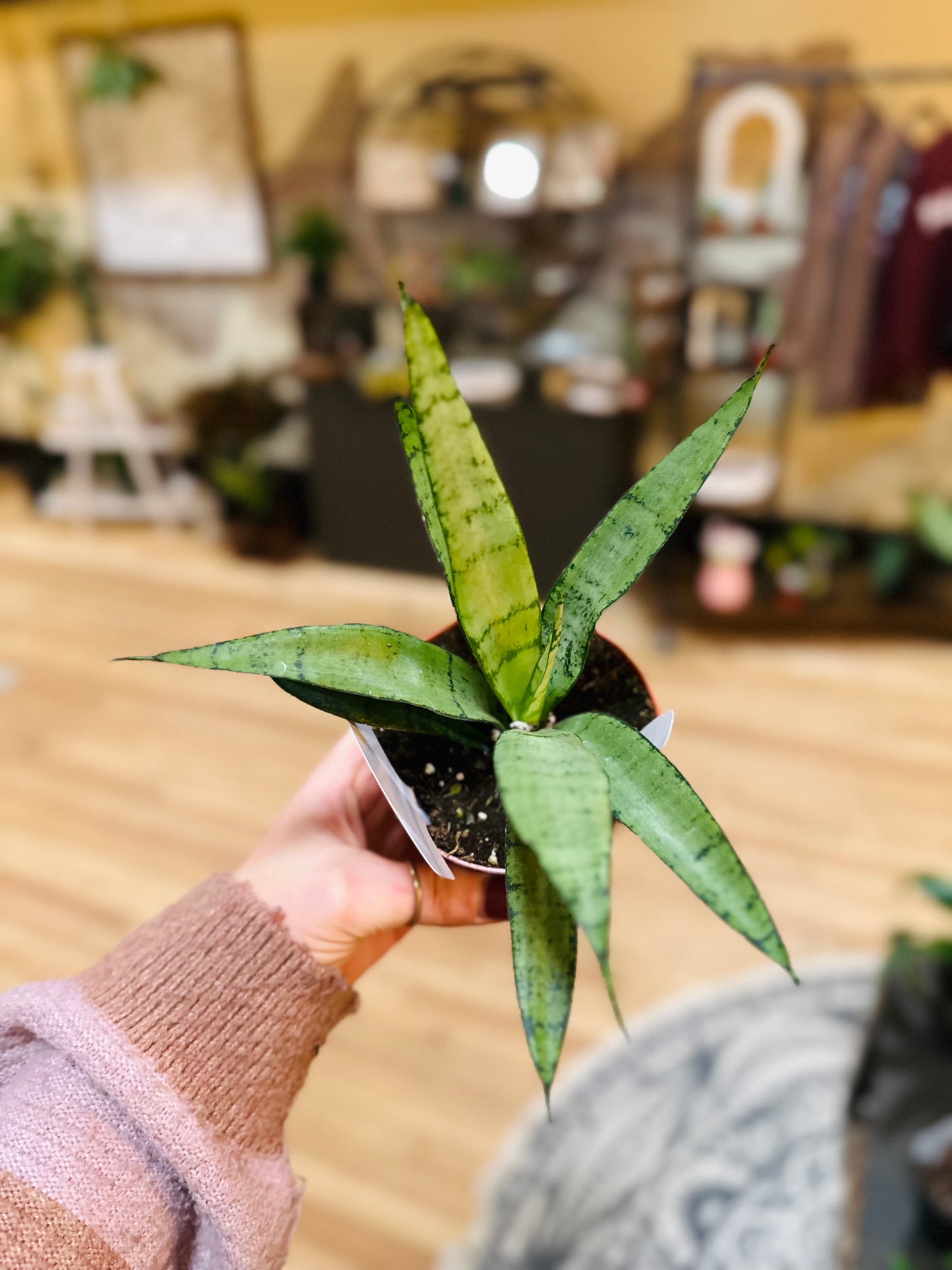 4" Sanseveria Silver Princess