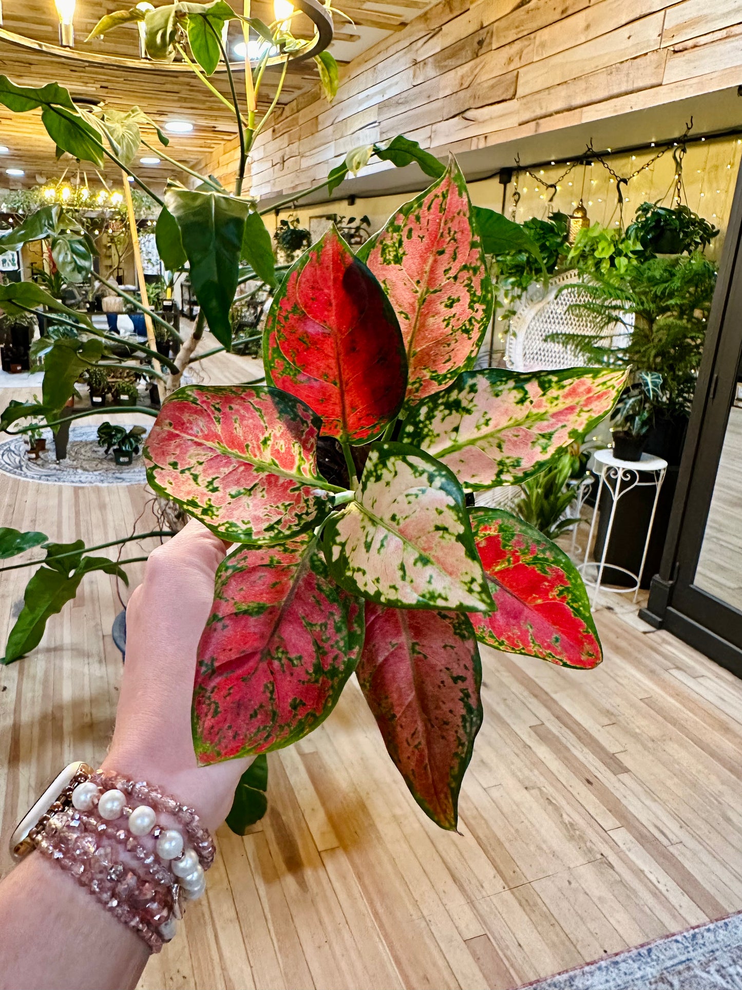 Aglaonema 'Black Maroon' 4"