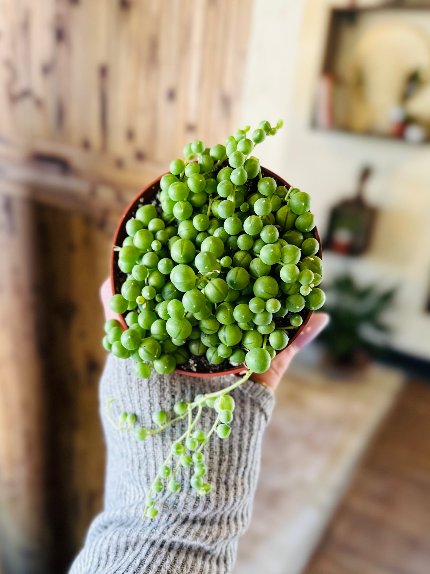 4" String of Pearls