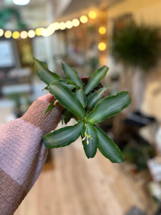 4" Tradescantia Spathacea Silver