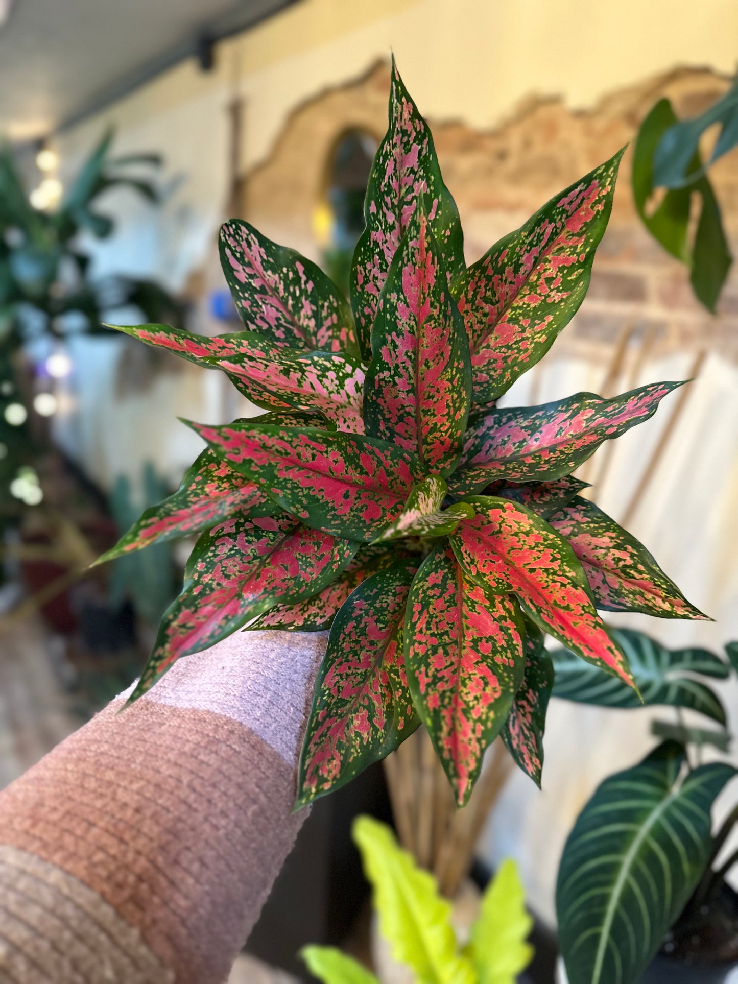 6" Aglaonema Narrow Spinel