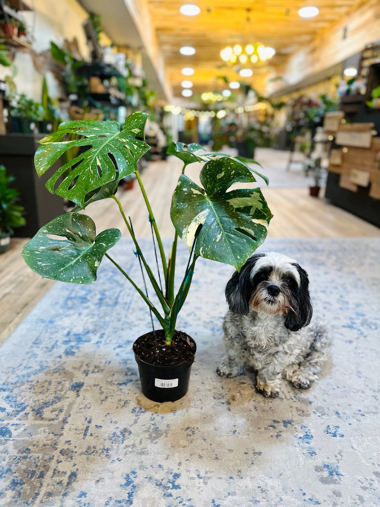 6" Monstera Thai Constellation