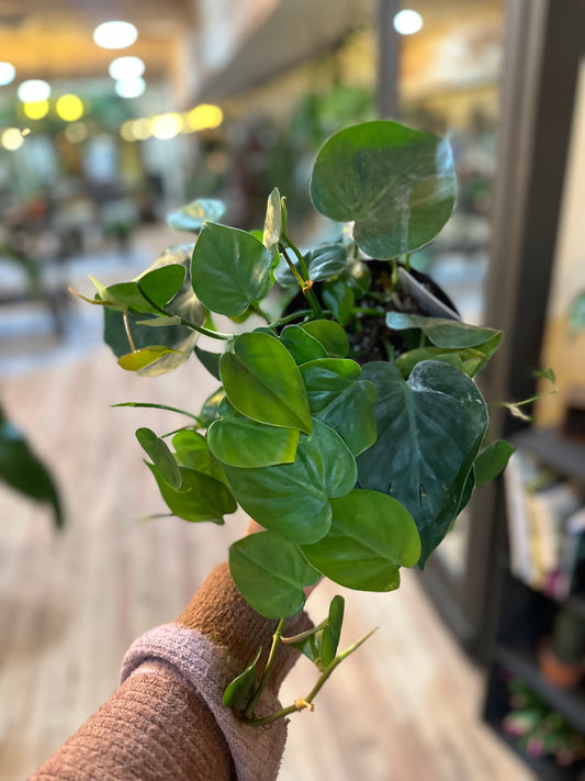 6" Philodendron 'Heartleaf'