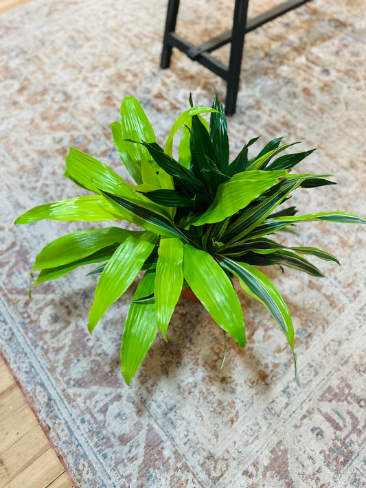 8" Dracaena Combo