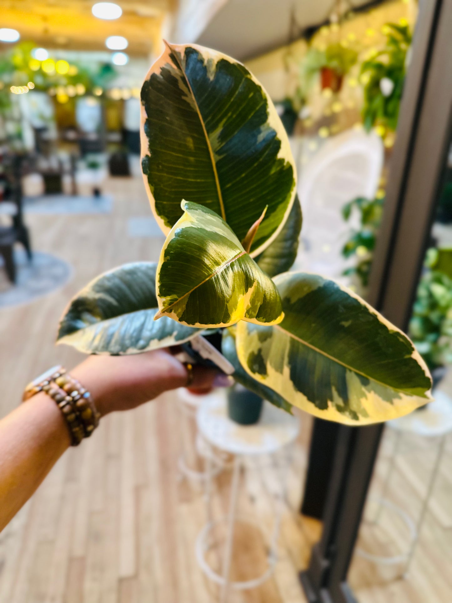 4" Ficus Tineke