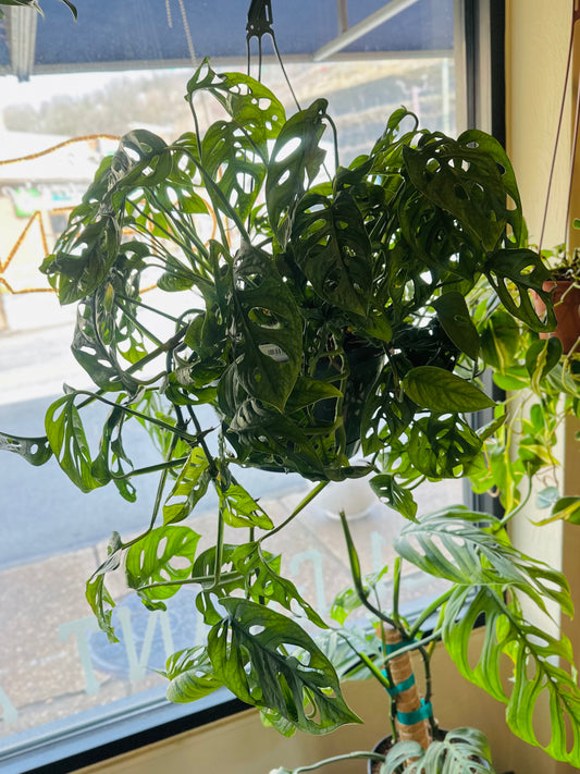 10" Monstera Adansonii Basket