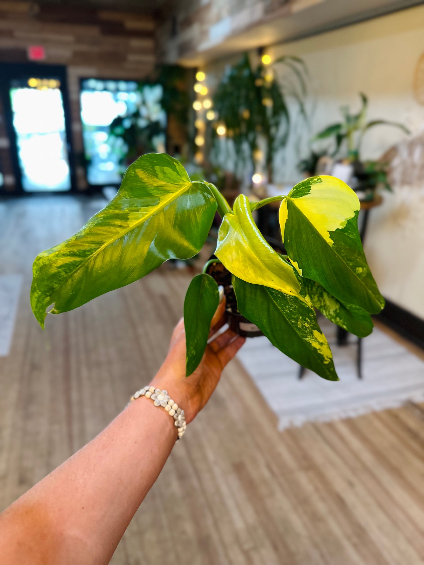 Philodendron domesticum 'Variegata' 4"