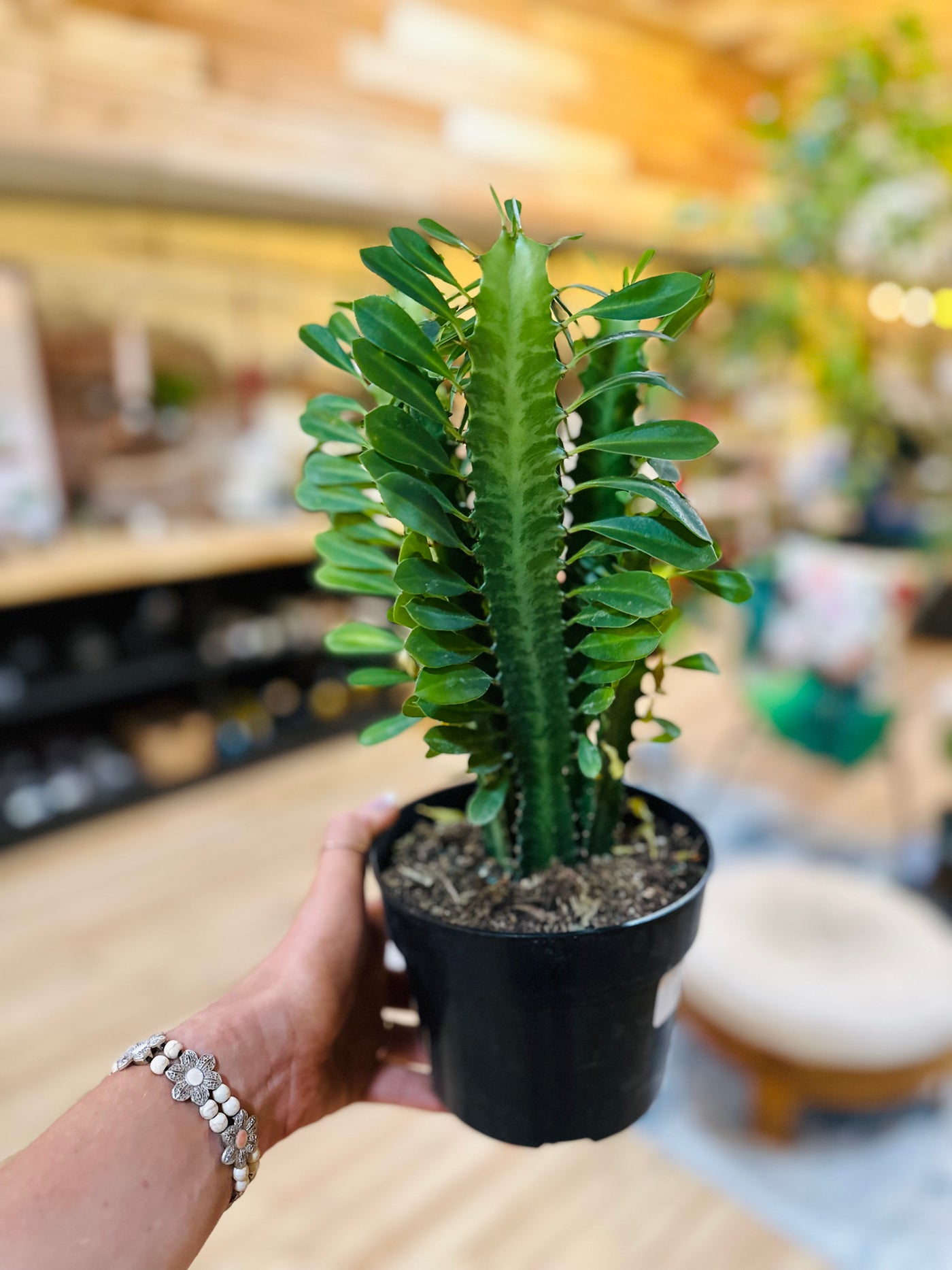 Euphorbia Trigona 6"