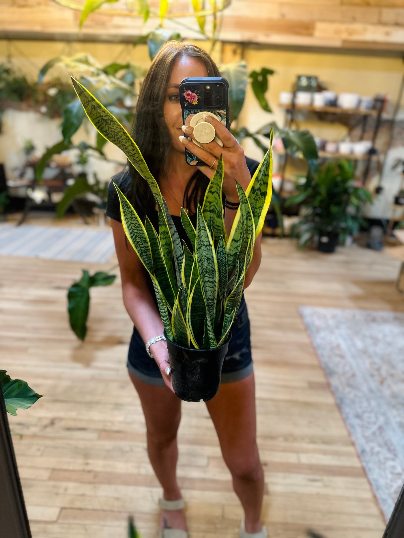 Laurentii Snake Plant 6"