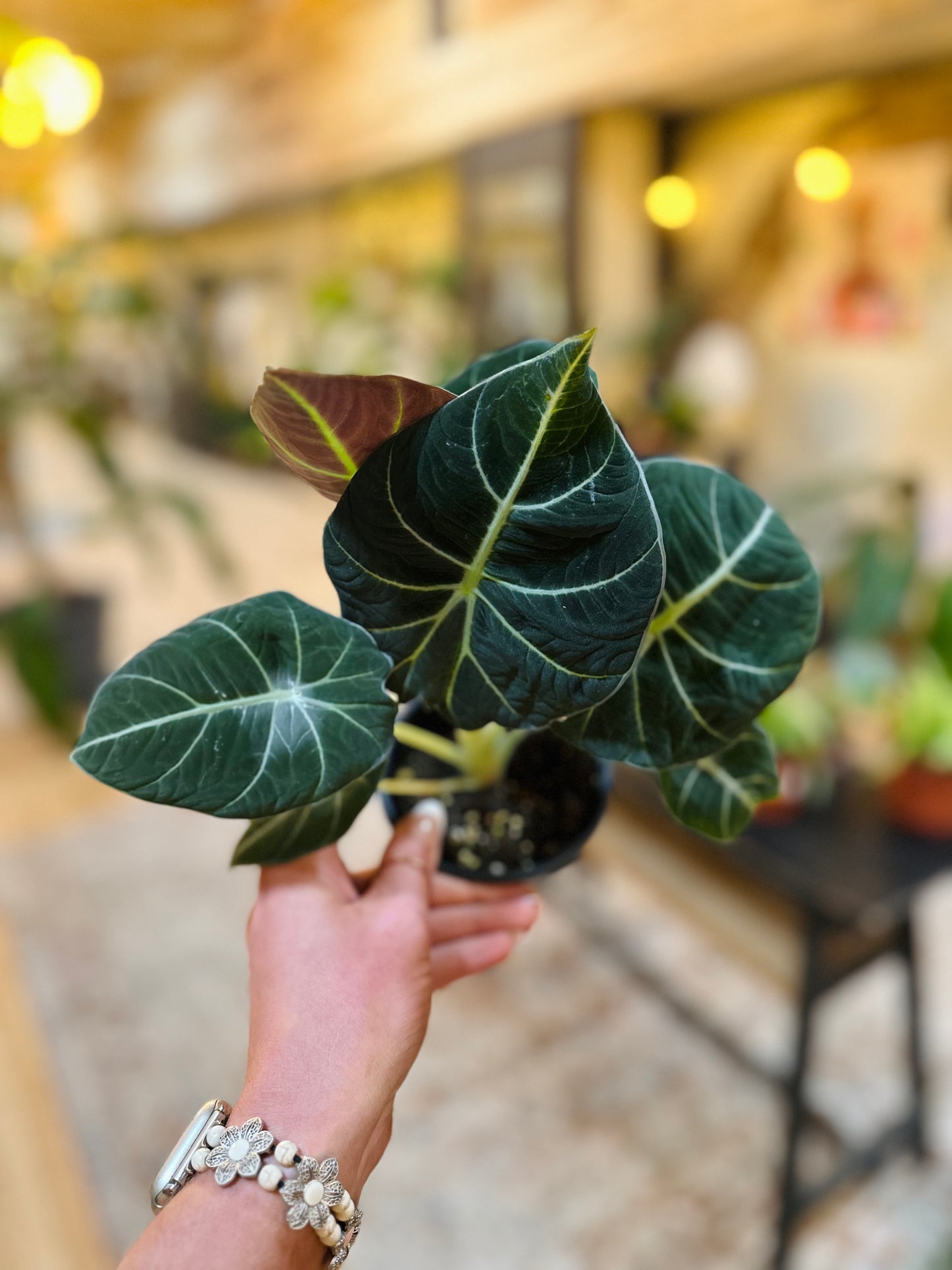 Alocasia Black Velvet 4"