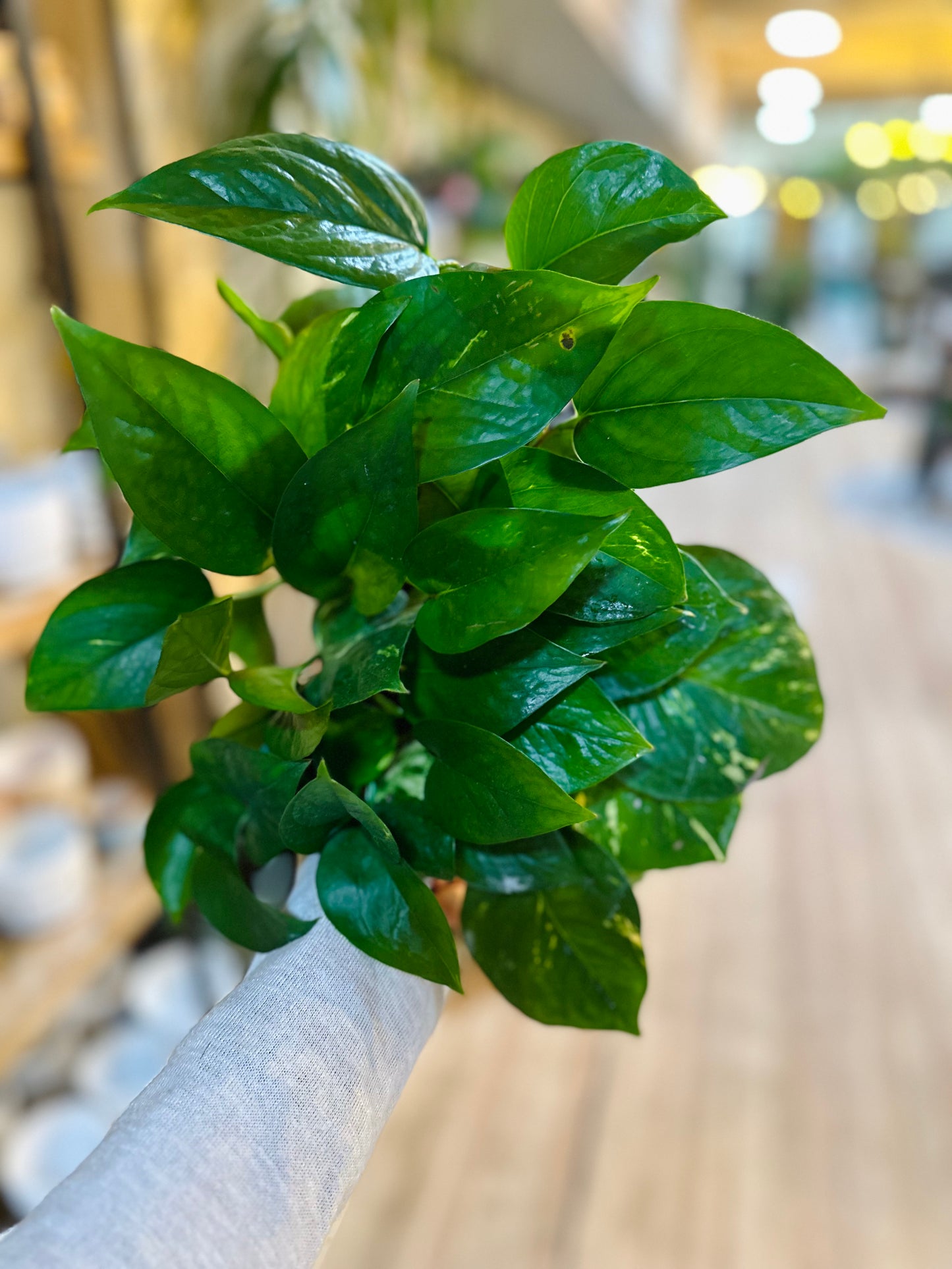 6" Pothos 'Golden'