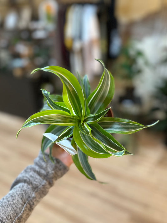 6" Dracaena Lemon Surprise