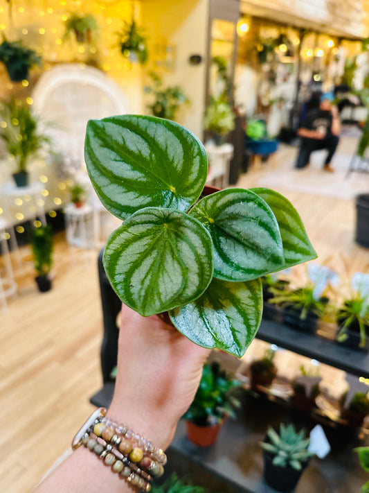 4" Peperomia Watermelon