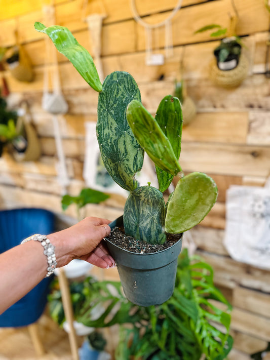 Variegated Prickly Pear Cactus 6"