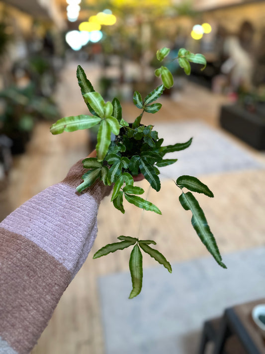 4" Ribbon Fern