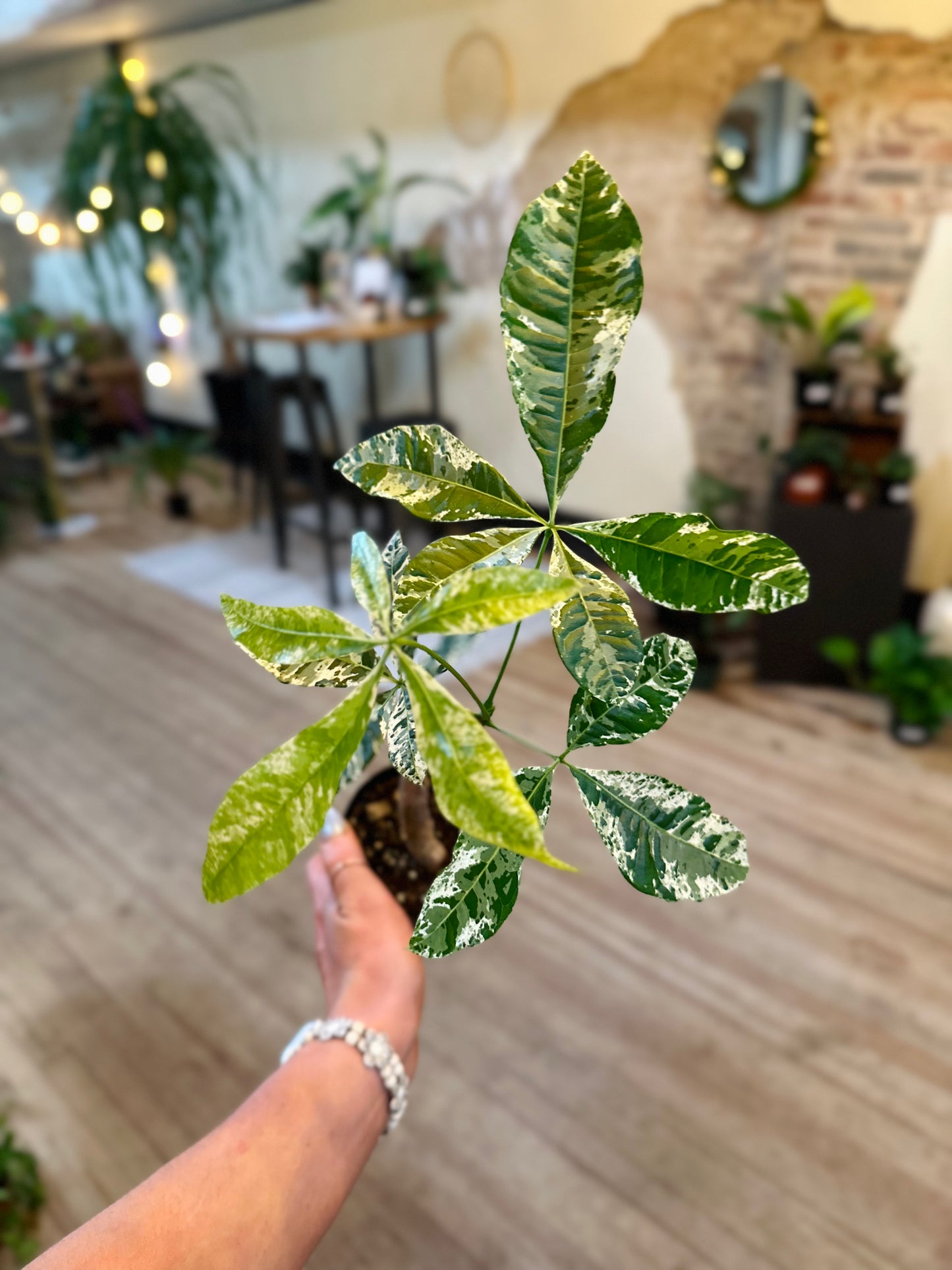 4" Money Tree Variegated