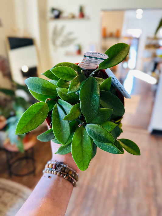 6" Hoya Carnosa