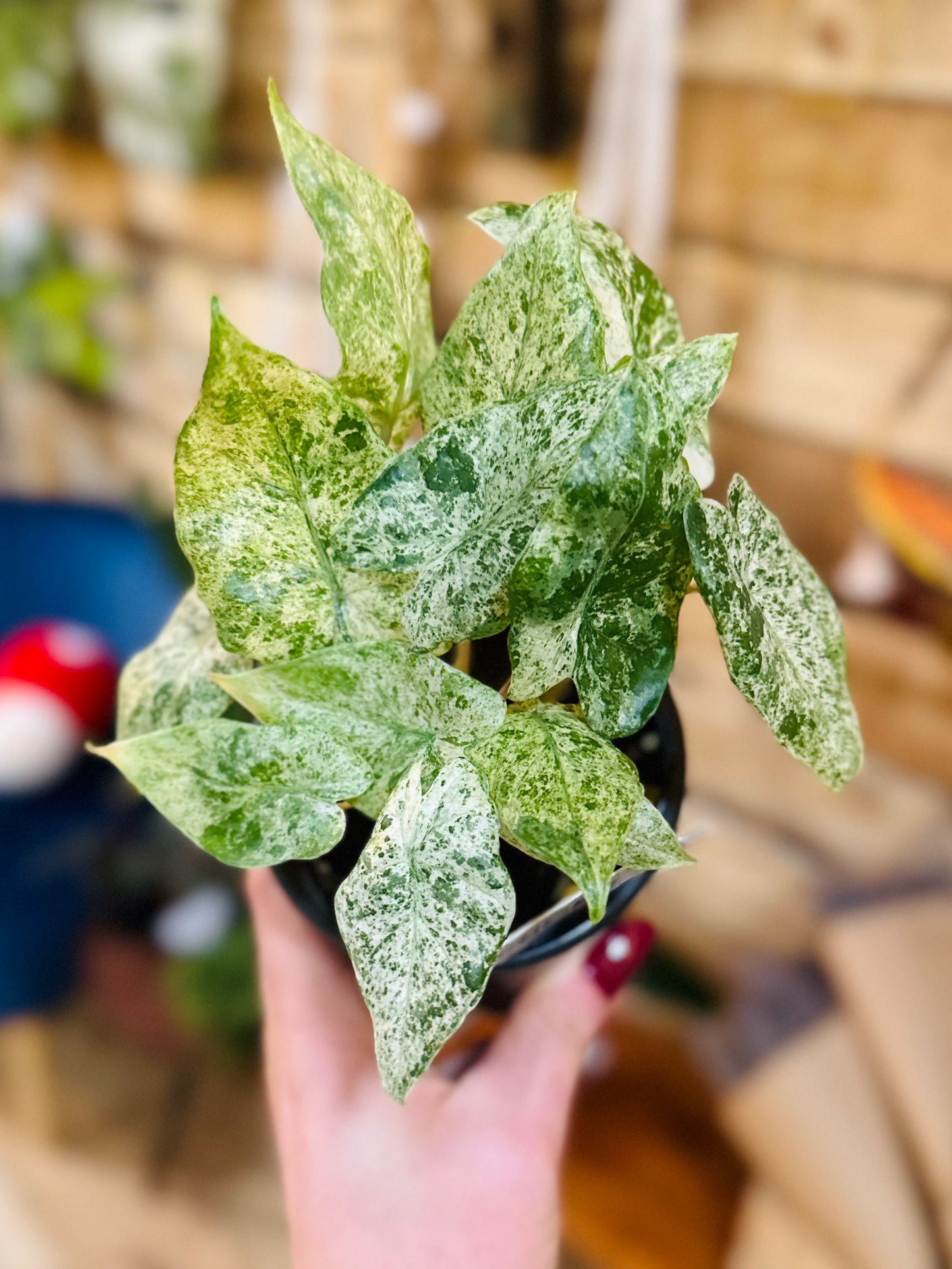 4" Alocasia Odora Batik