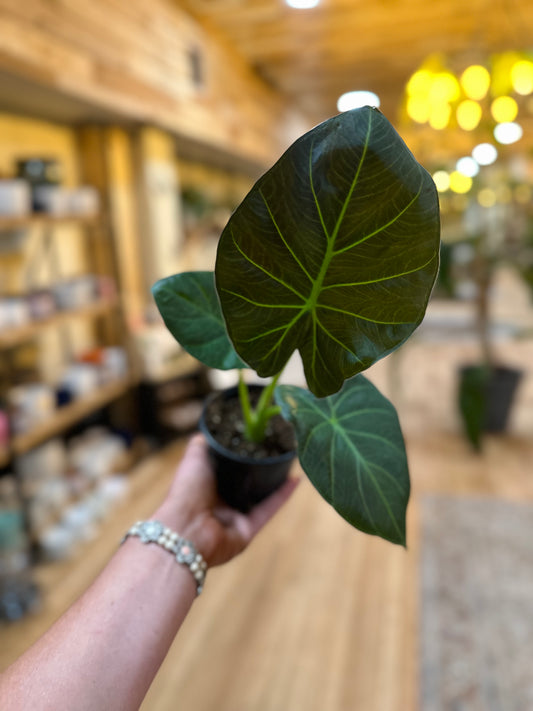 Alocasia Regal Shield 4"