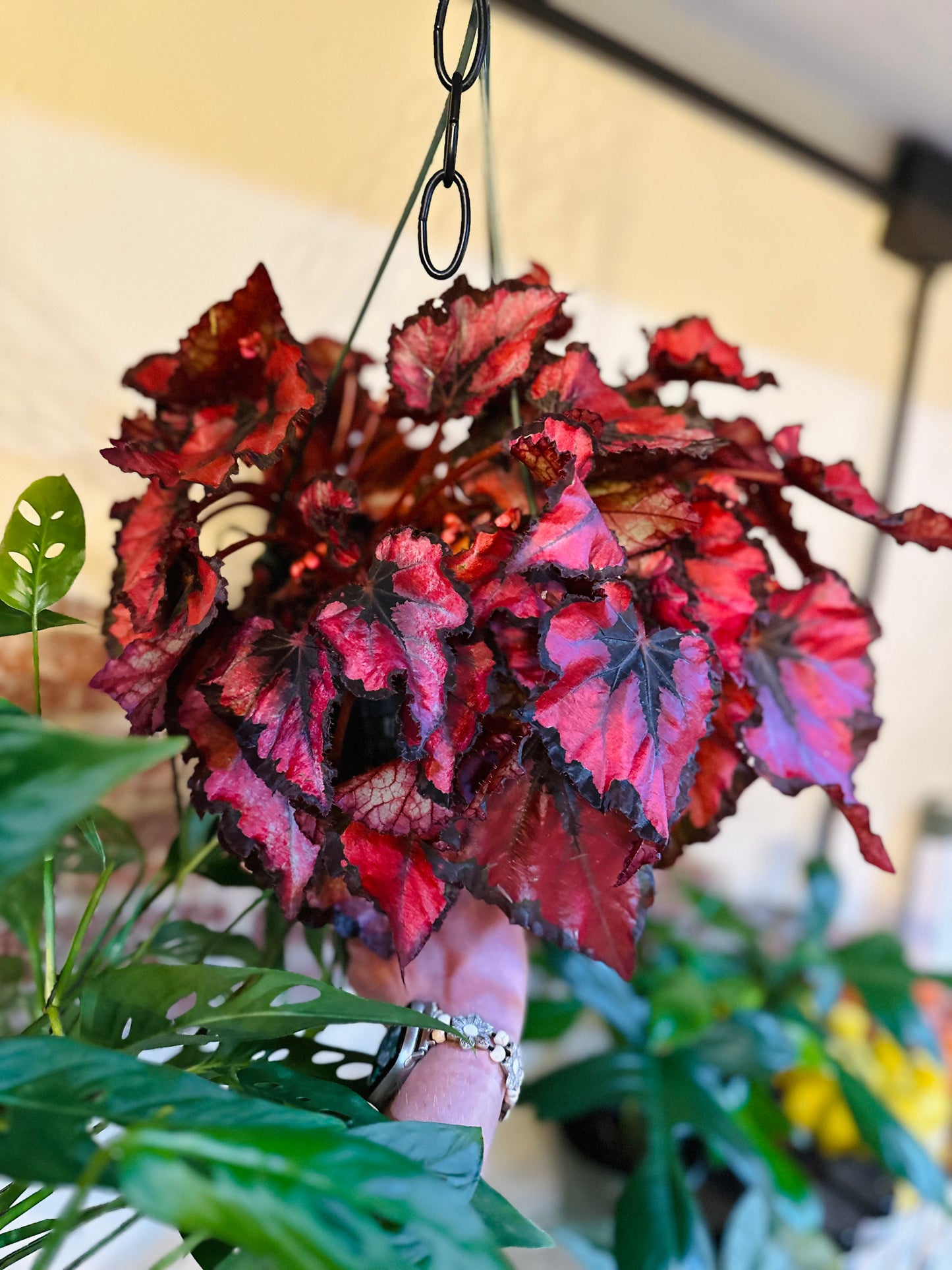 Begonia Red Robin Basket 6"