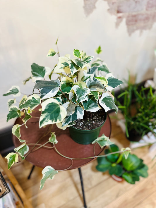 English Ivy Variegated 6"