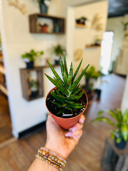 4" Francissi Snake Plant