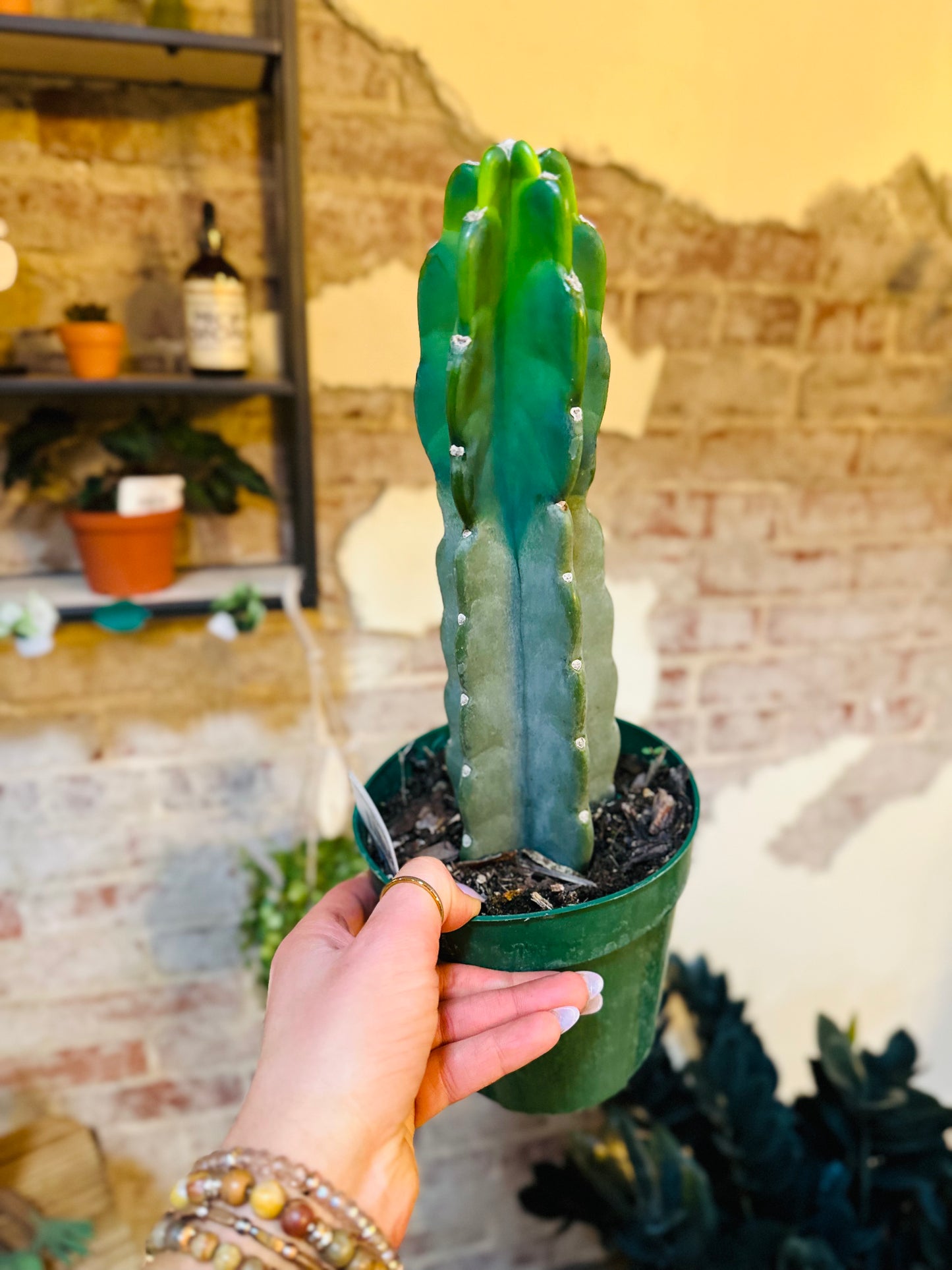 6" Cactus Cereus Jamacaru