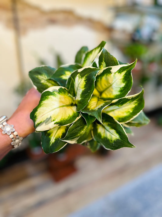 4" Dieffenbachia Cool Beauty