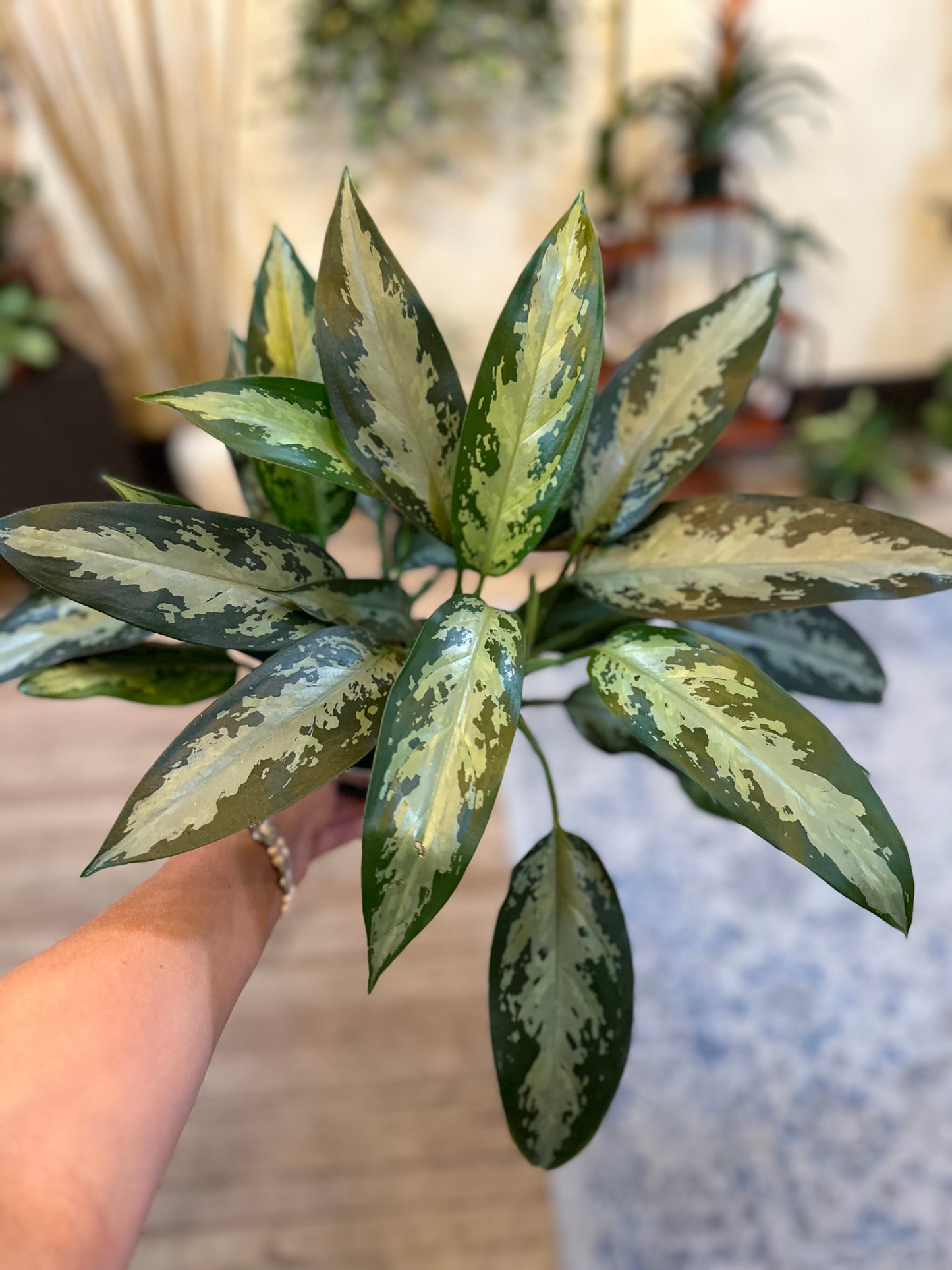 Aglaonema 'Jubilee' 6"