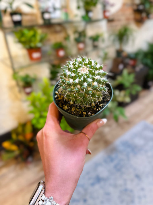 Mammillaria Compressa - Mother of Hundreds 4"