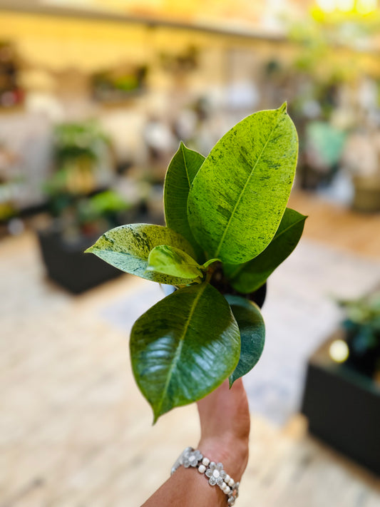 Ficus Shiveriana 4"