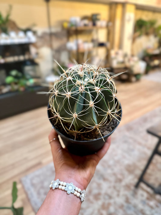 Acitrón Barrel Cactus 6"