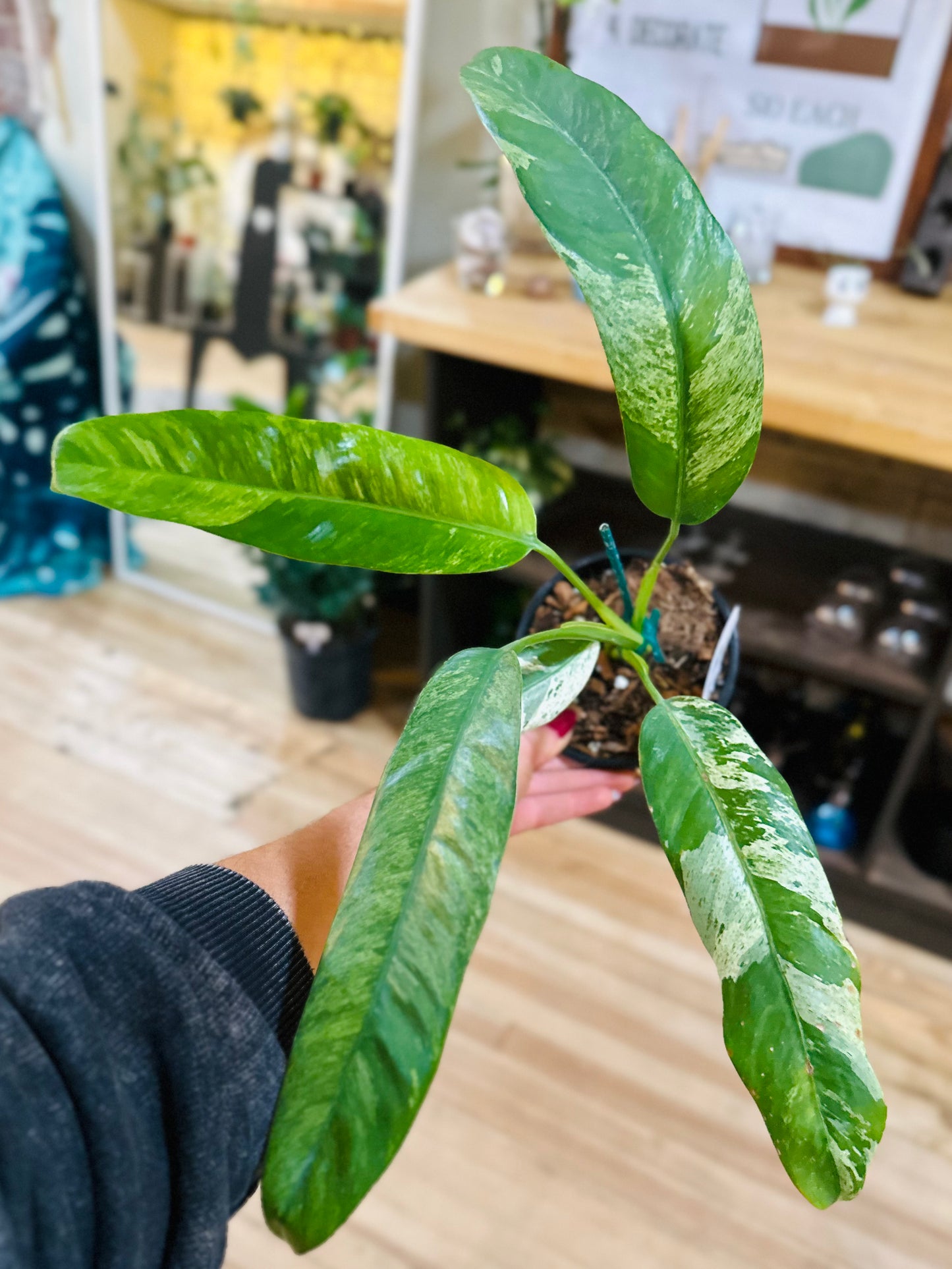 4" Epipremnum Giganteum Variegated