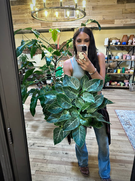 Philodendron 'Birkin' 8"