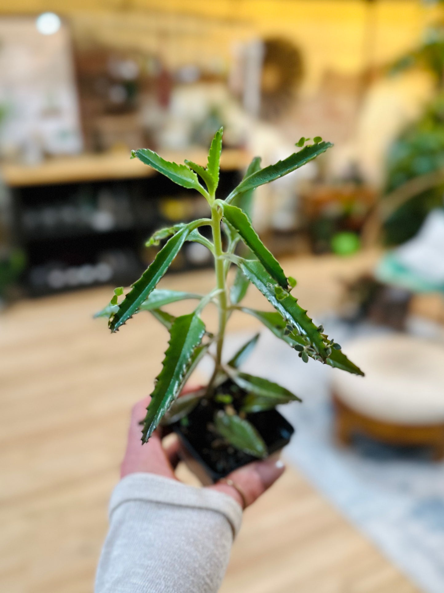 Mother of Thousands 4"