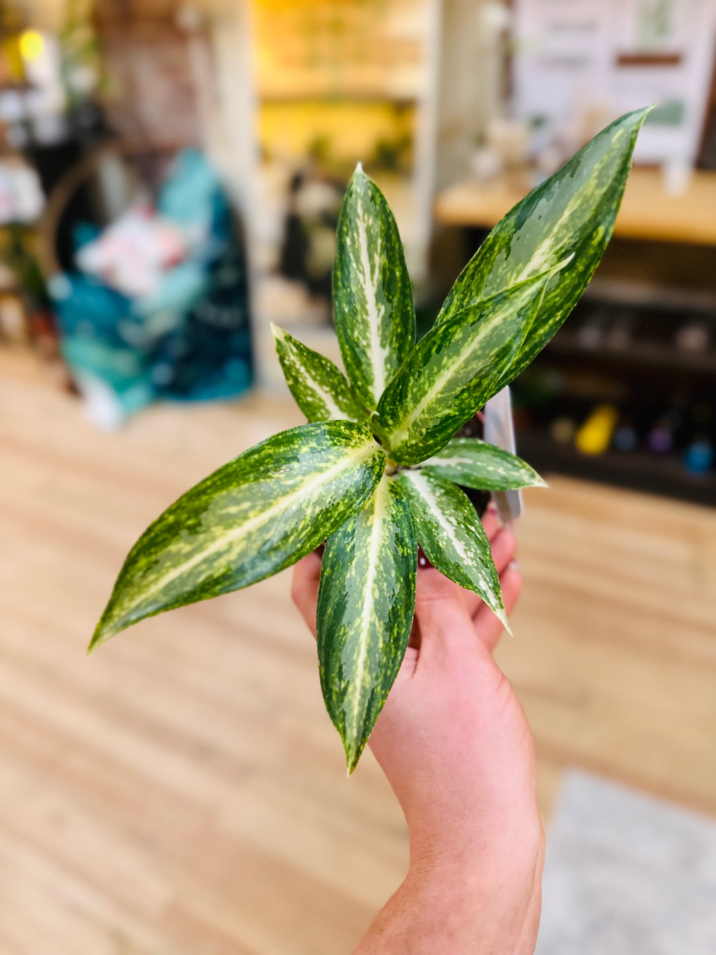 4" Aglaonema White Rain